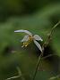 Epimedium stellulata Wudang Star2
